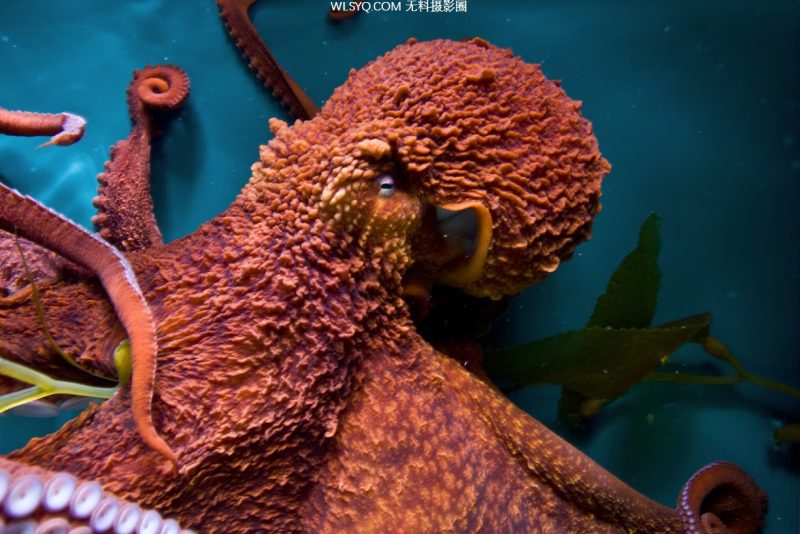 付费图片-看到14只动物向我们展示了他们令人印象深刻的智慧[14P]