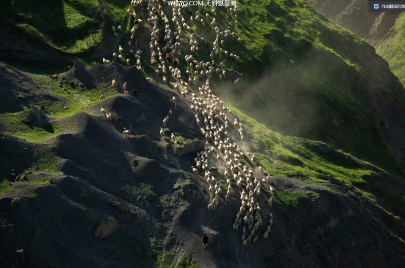 付费图片-来自全球的30张令人惊叹的野生动物图片[15P]