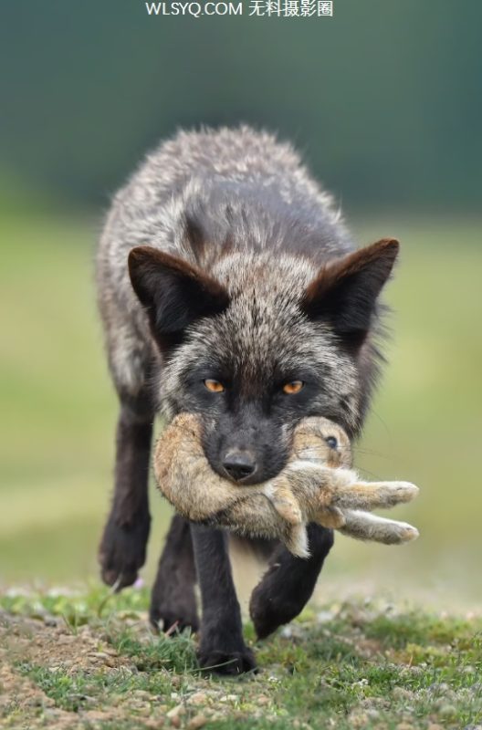 来自全球的30张令人惊叹的野生动物图片[15P]-无料摄影圈