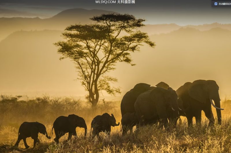 付费图片-来自全球的30张令人惊叹的野生动物图片[15P]