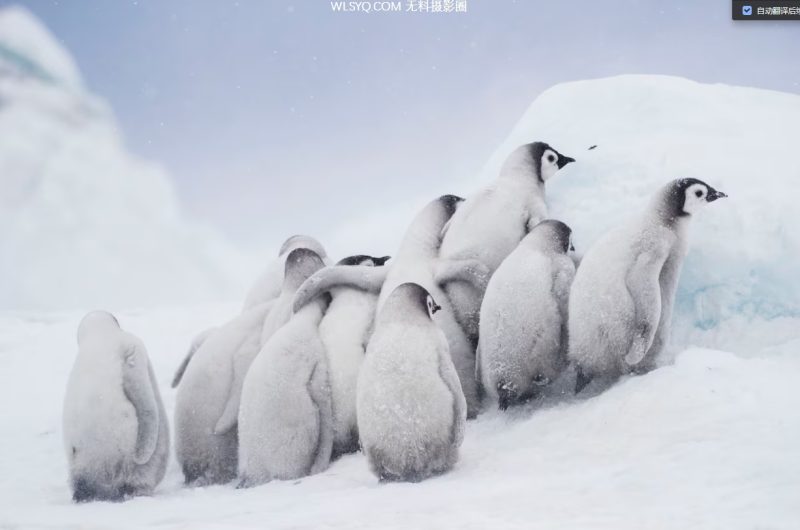 付费图片-来自全球的30张令人惊叹的野生动物图片[15P]