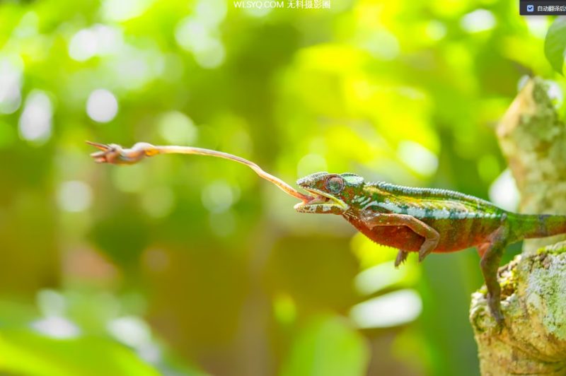 付费图片-来自全球的30张令人惊叹的野生动物图片[15P]