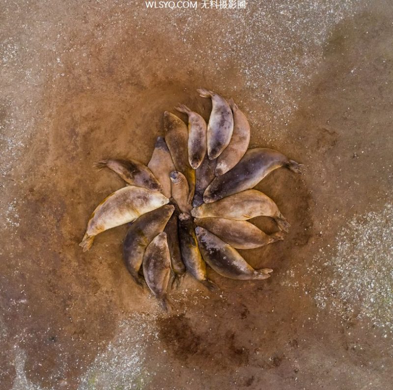 付费图片-来自全球的30张令人惊叹的野生动物图片[15P]