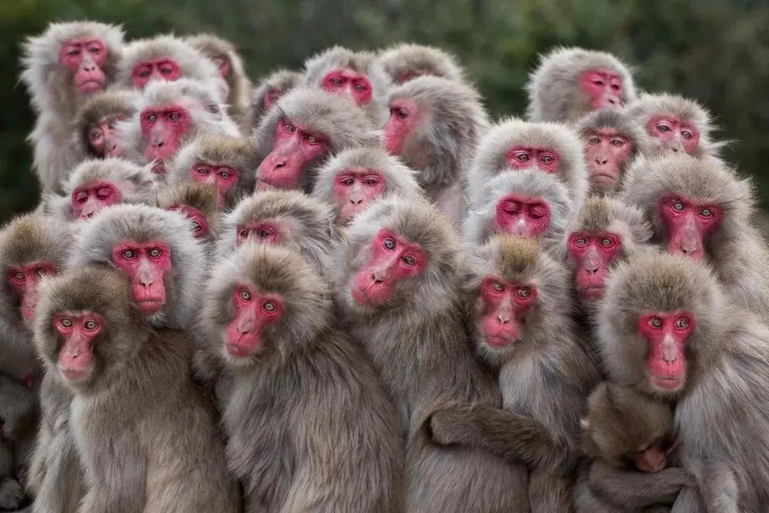 奇趣的动物摄影图集,惊艳无比、大开眼界、难得一见