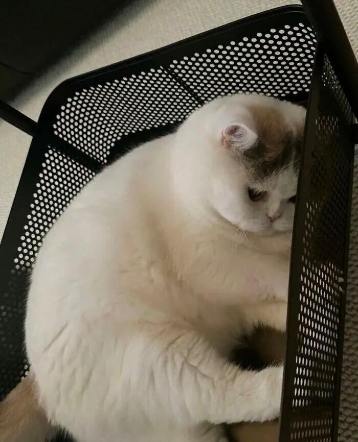 40次猫咪闯入最不合时宜的角落,却意外戳中人类心底柔软插图3 40次猫咪闯入最不合时宜的角落,却意外戳中人类心底柔软插图3