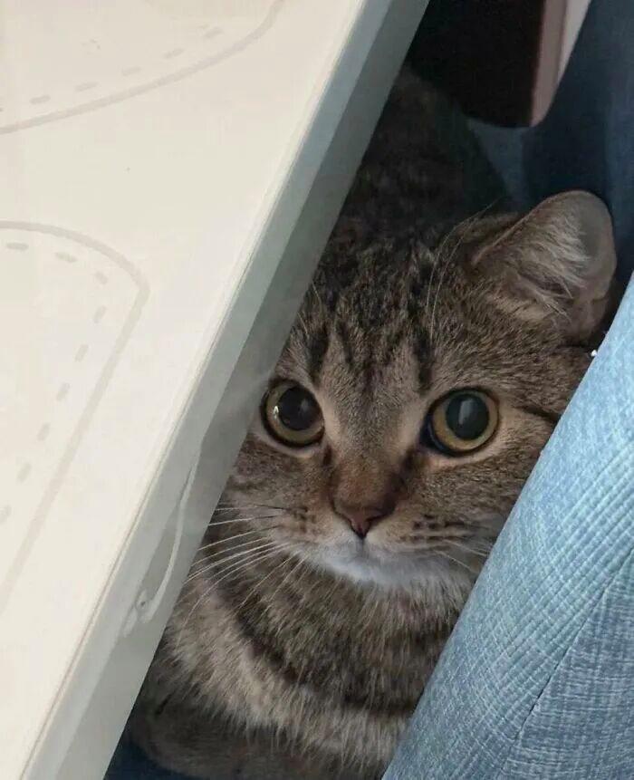 40次猫咪闯入最不合时宜的角落,却意外戳中人类心底柔软插图31 40次猫咪闯入最不合时宜的角落,却意外戳中人类心底柔软插图31