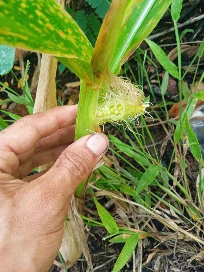 38张搞笑又扎心的收获照:有人种出“拳头番茄”,有人收获一颗蓝莓