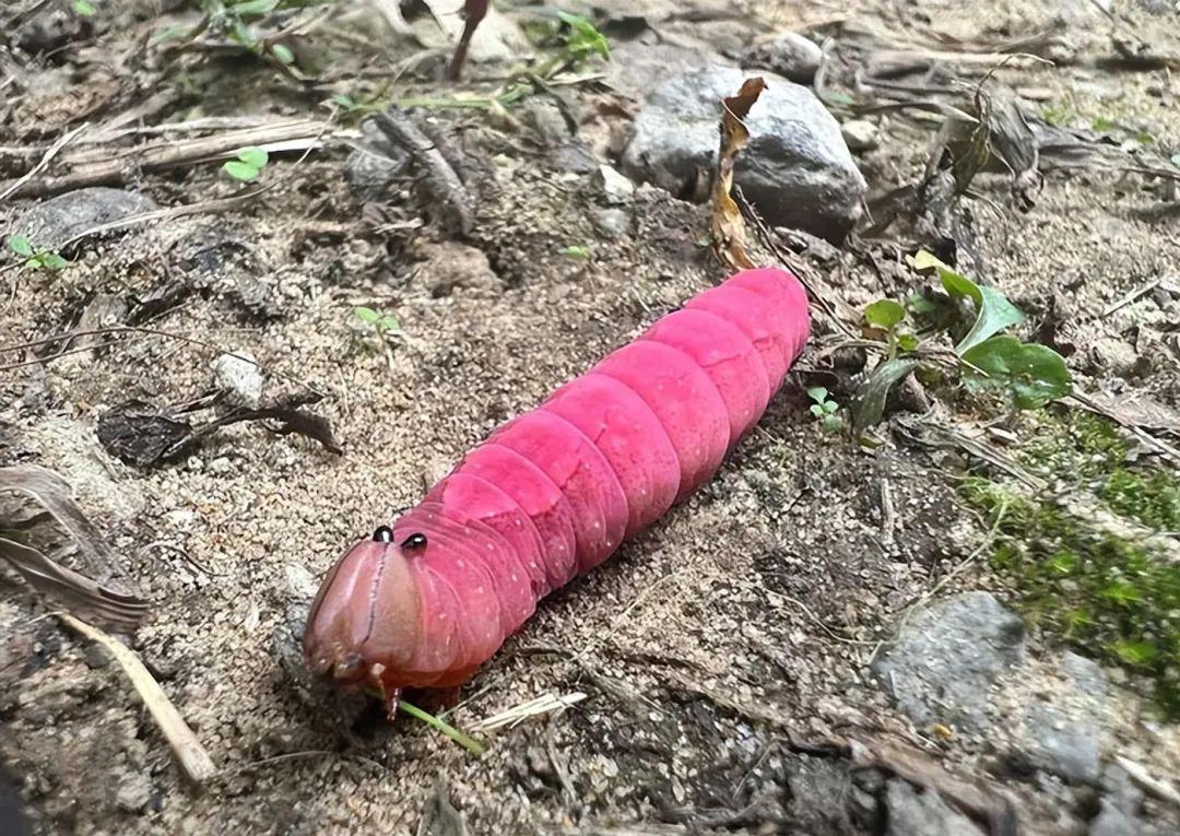 26种让人眼前一亮的昆虫