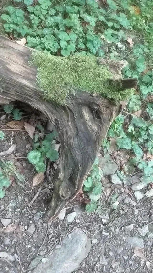 22张照骗,眼见不为实:它们正悄悄揭穿你的思维习惯