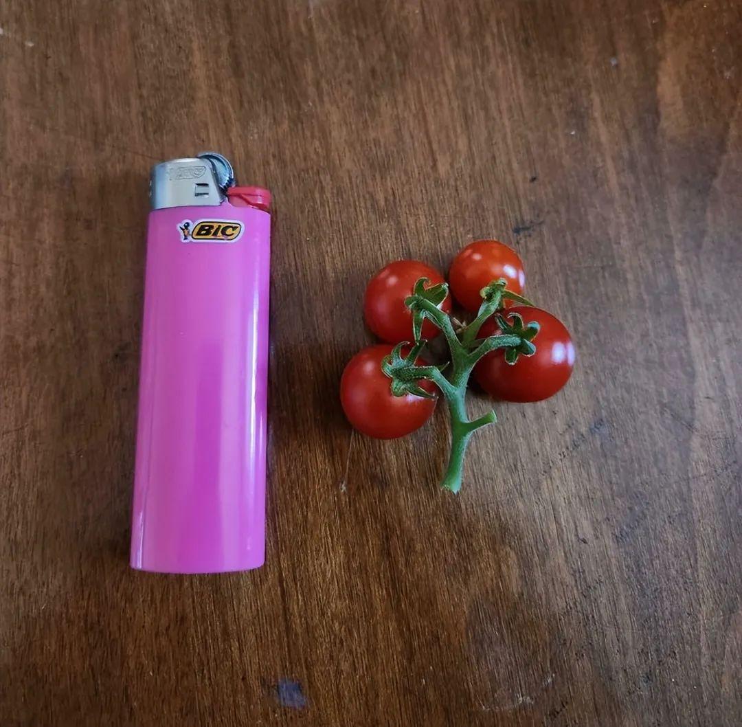 38张搞笑又扎心的收获照:有人种出“拳头番茄”,有人收获一颗蓝莓