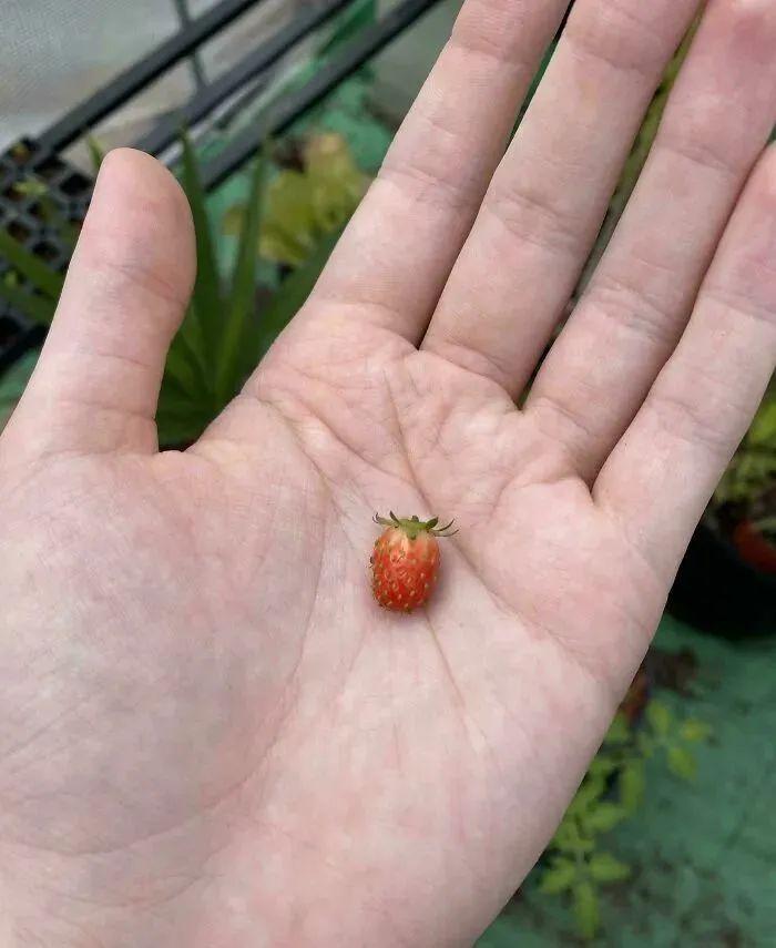 38张搞笑又扎心的收获照:有人种出“拳头番茄”,有人收获一颗蓝莓