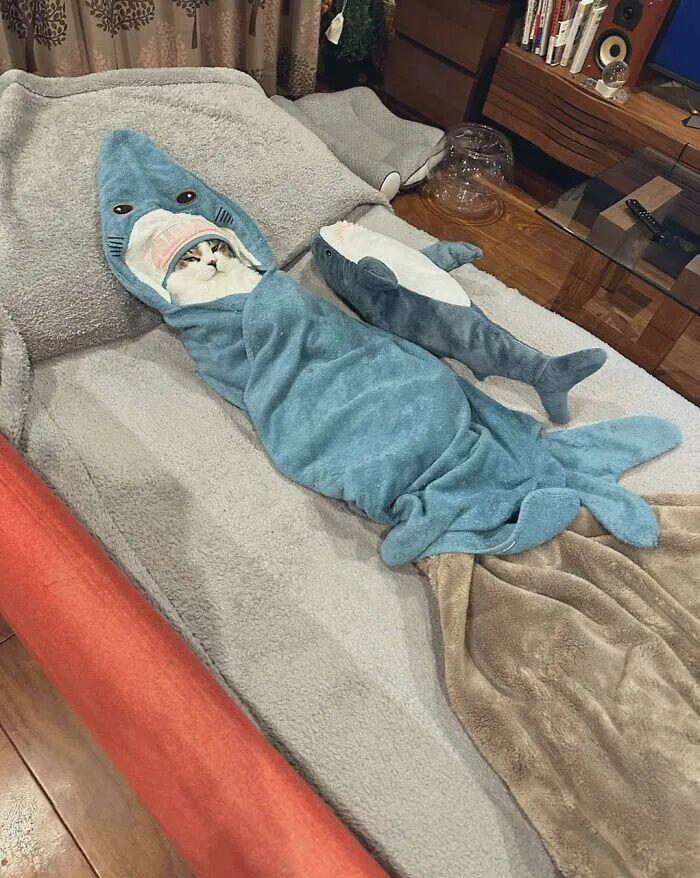 40次猫咪闯入最不合时宜的角落,却意外戳中人类心底柔软插图30 40次猫咪闯入最不合时宜的角落,却意外戳中人类心底柔软插图30