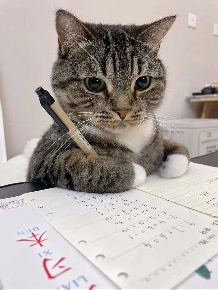 40次猫咪闯入最不合时宜的角落,却意外戳中人类心底柔软插图20 40次猫咪闯入最不合时宜的角落,却意外戳中人类心底柔软插图20