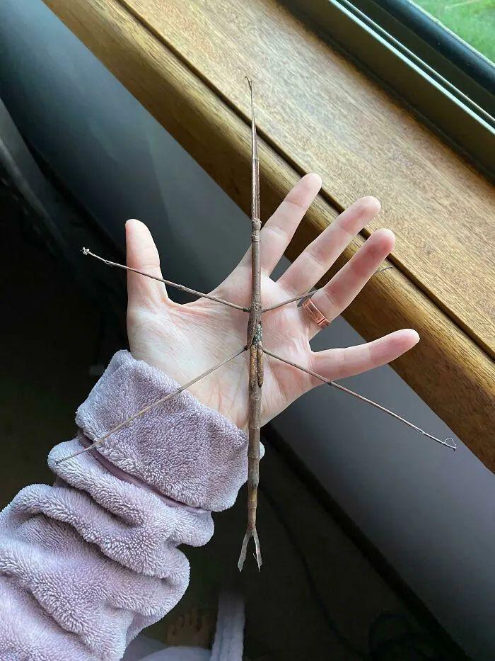 26种让人眼前一亮的昆虫