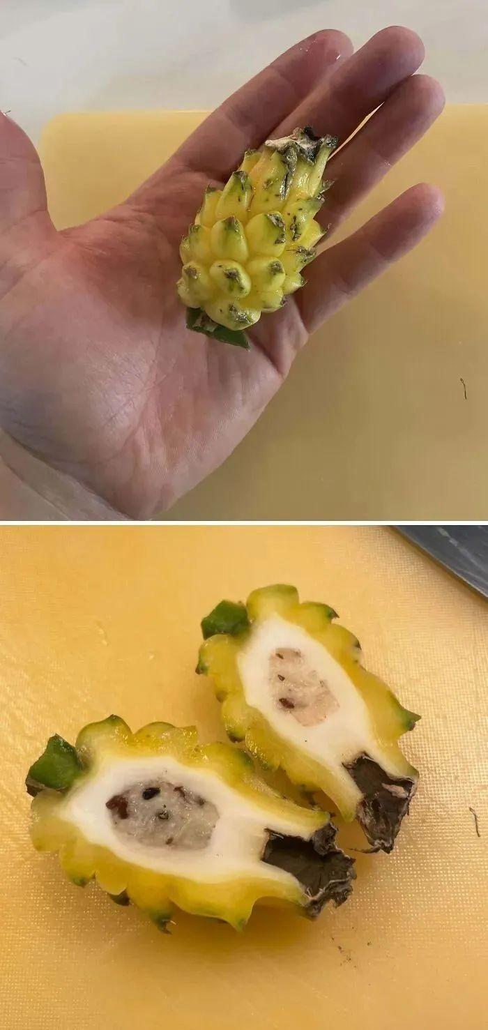38张搞笑又扎心的收获照:有人种出“拳头番茄”,有人收获一颗蓝莓