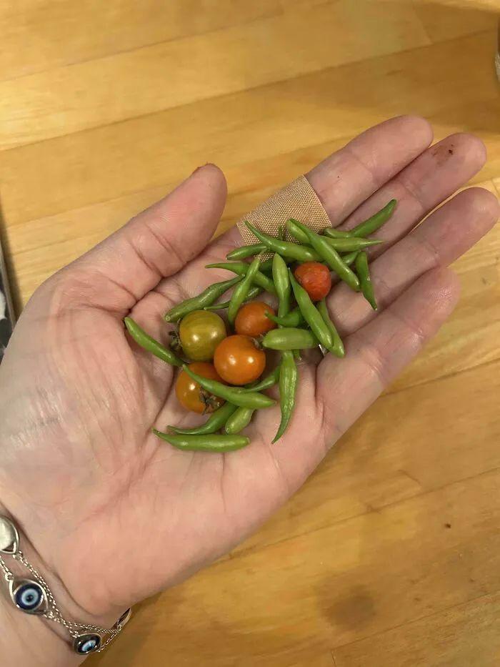38张搞笑又扎心的收获照:有人种出“拳头番茄”,有人收获一颗蓝莓