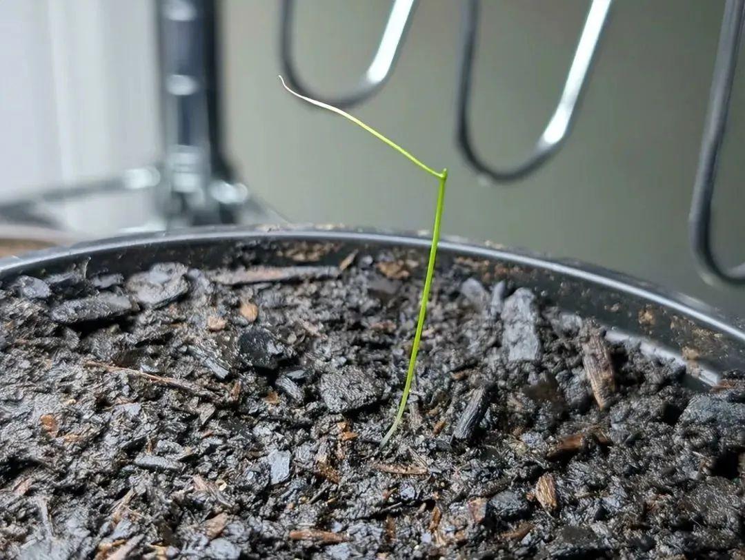 38张搞笑又扎心的收获照:有人种出“拳头番茄”,有人收获一颗蓝莓