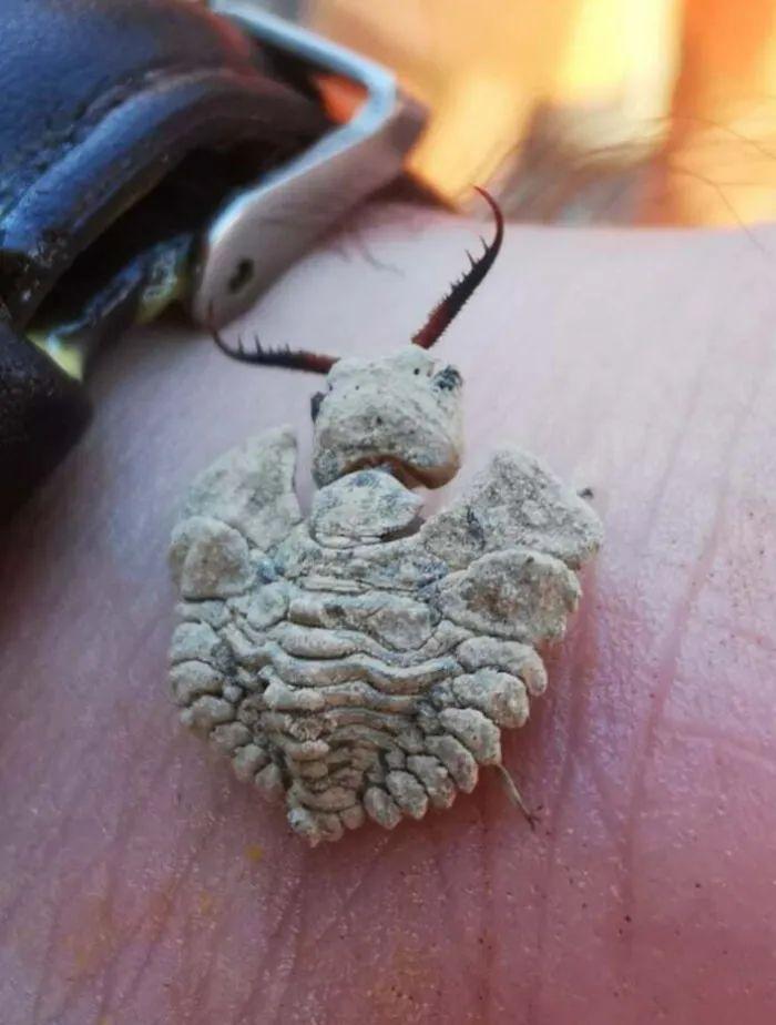 20种长得比科幻片还酷的昆虫:别再怕,它们比你想象的更迷人!