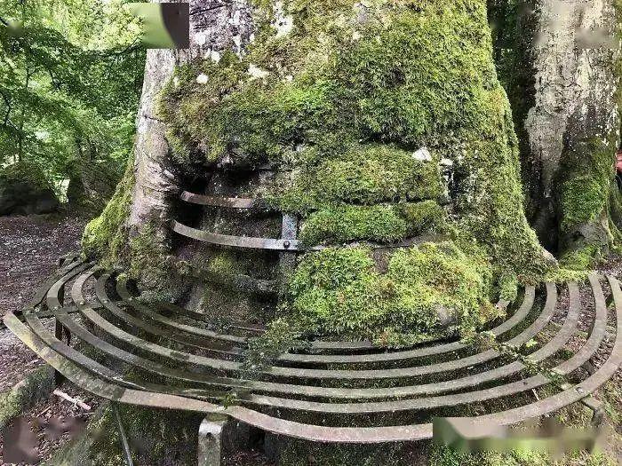21个被自然“接管”的地方:人类消失后地球就是这样的!