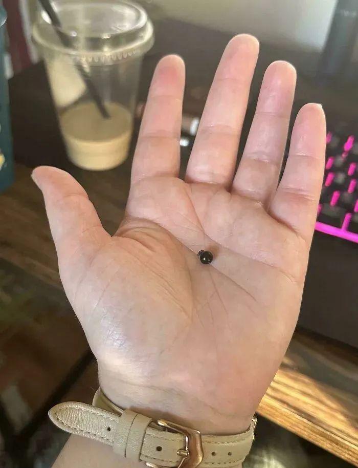 38张搞笑又扎心的收获照:有人种出“拳头番茄”,有人收获一颗蓝莓