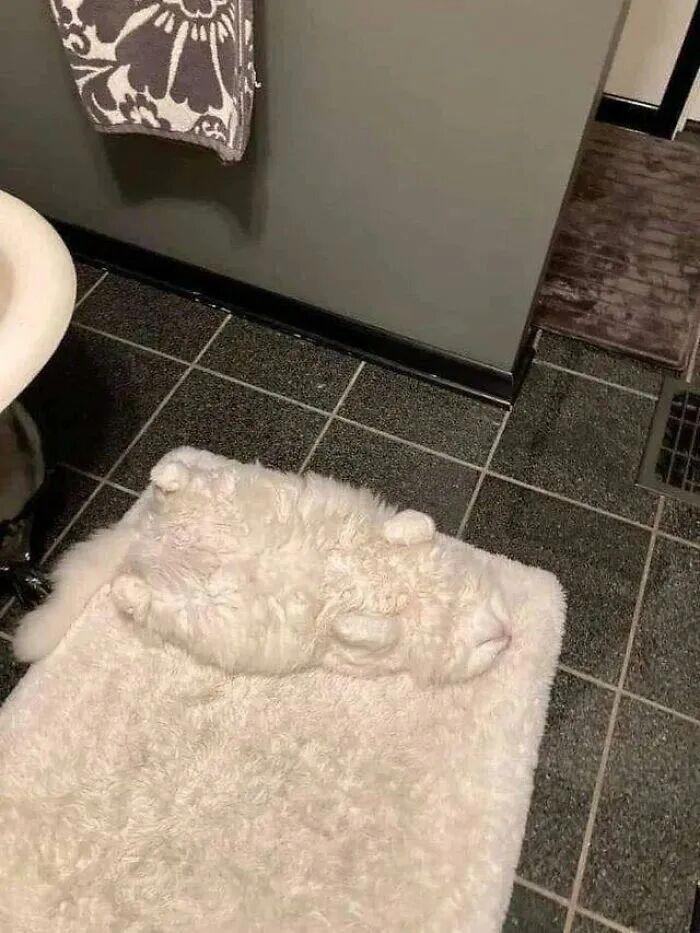 40次猫咪闯入最不合时宜的角落,却意外戳中人类心底柔软插图15 40次猫咪闯入最不合时宜的角落,却意外戳中人类心底柔软插图15