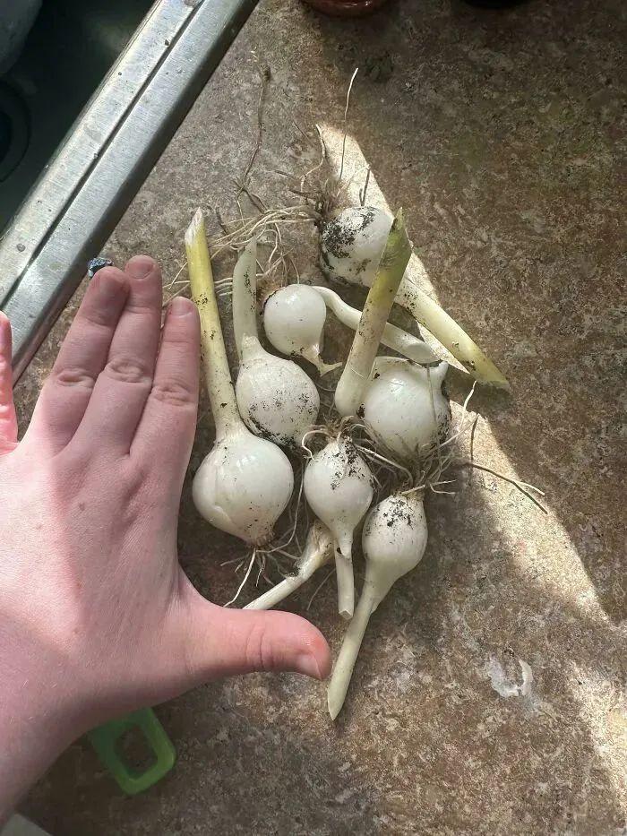38张搞笑又扎心的收获照:有人种出“拳头番茄”,有人收获一颗蓝莓