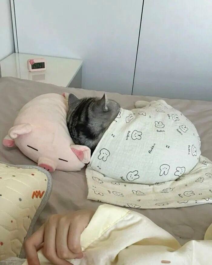 40次猫咪闯入最不合时宜的角落,却意外戳中人类心底柔软插图37 40次猫咪闯入最不合时宜的角落,却意外戳中人类心底柔软插图37