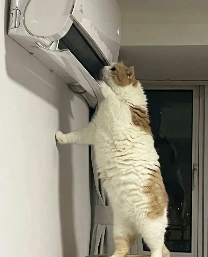 40次猫咪闯入最不合时宜的角落,却意外戳中人类心底柔软插图17 40次猫咪闯入最不合时宜的角落,却意外戳中人类心底柔软插图17