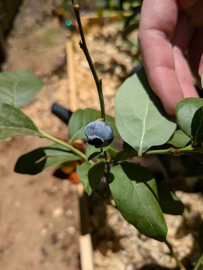 38张搞笑又扎心的收获照:有人种出“拳头番茄”,有人收获一颗蓝莓