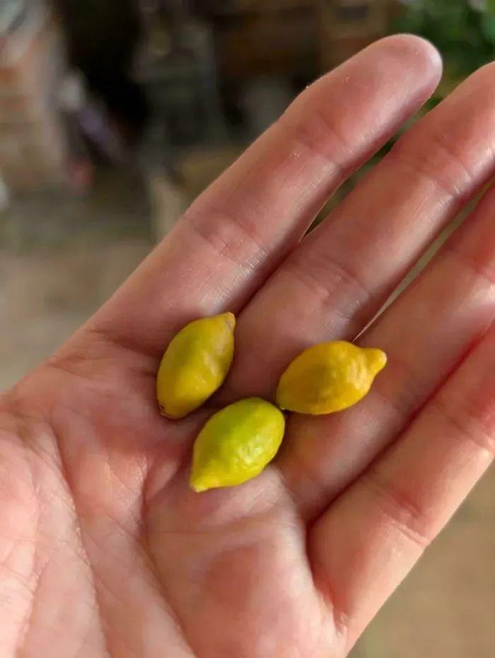38张搞笑又扎心的收获照:有人种出“拳头番茄”,有人收获一颗蓝莓