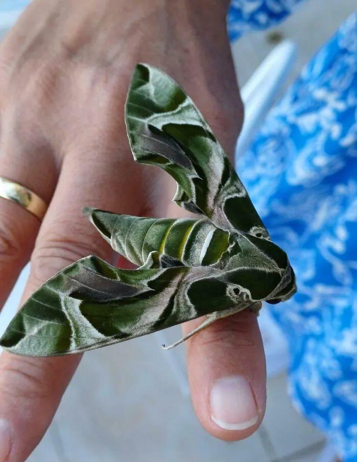 20种长得比科幻片还酷的昆虫:别再怕,它们比你想象的更迷人!