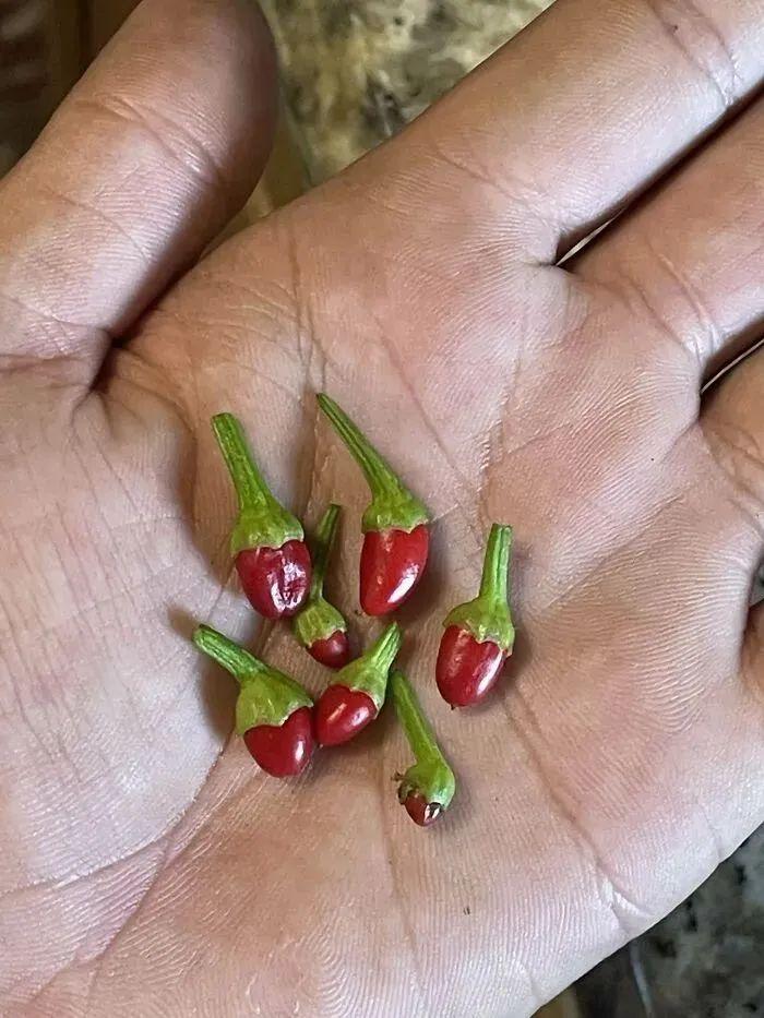 38张搞笑又扎心的收获照:有人种出“拳头番茄”,有人收获一颗蓝莓