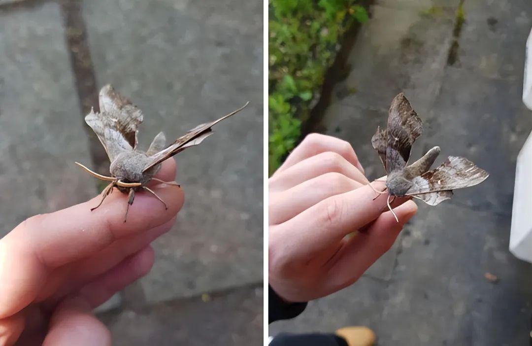 26种让人眼前一亮的昆虫