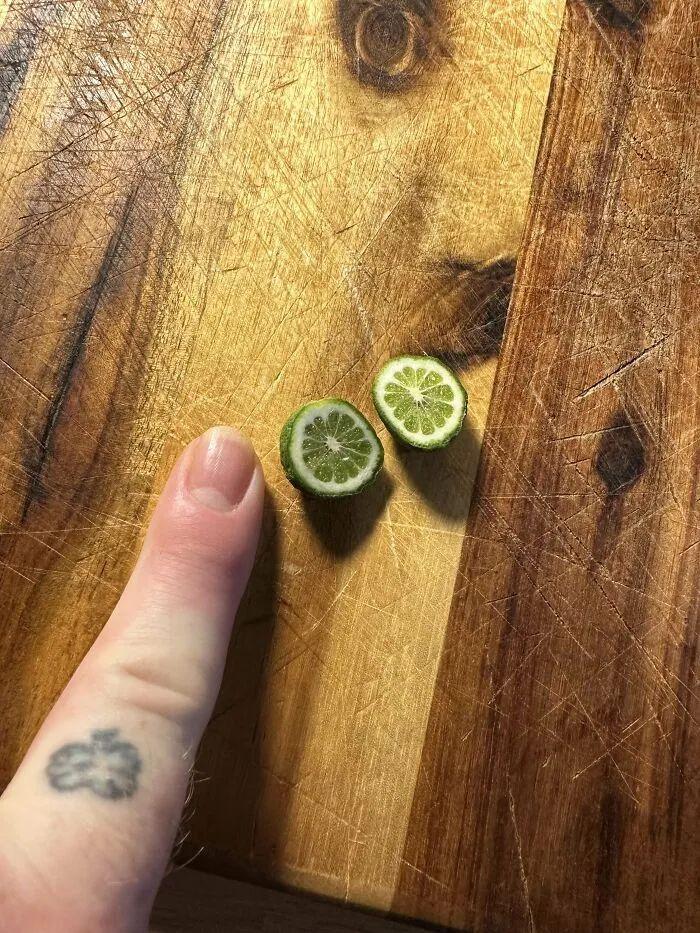38张搞笑又扎心的收获照:有人种出“拳头番茄”,有人收获一颗蓝莓