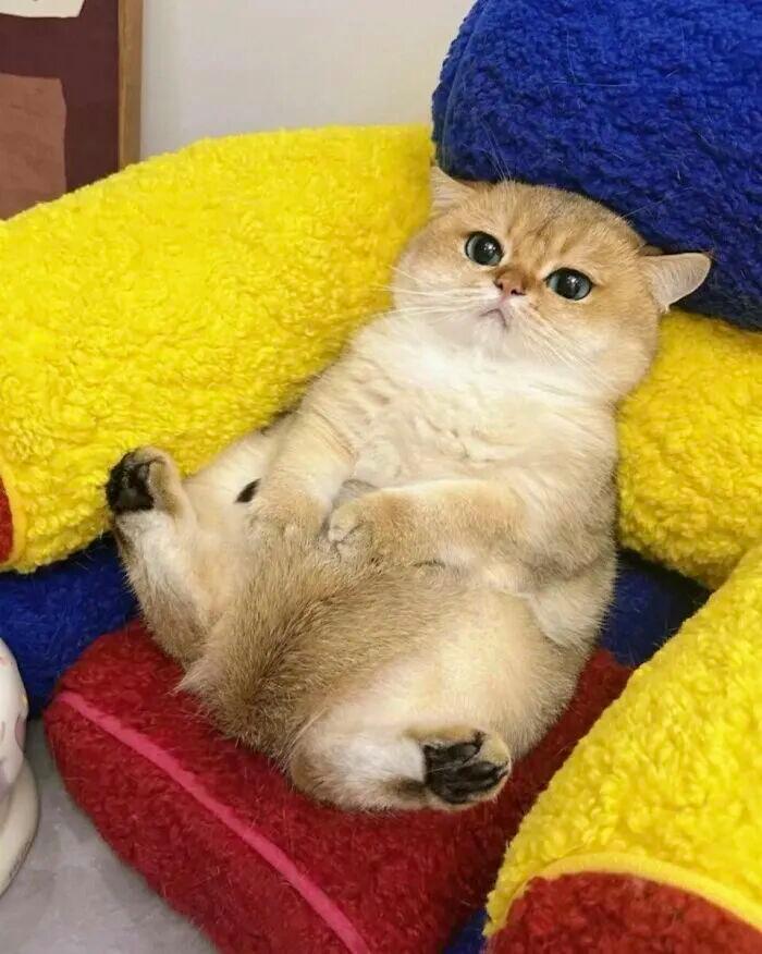40次猫咪闯入最不合时宜的角落,却意外戳中人类心底柔软插图11 40次猫咪闯入最不合时宜的角落,却意外戳中人类心底柔软插图11