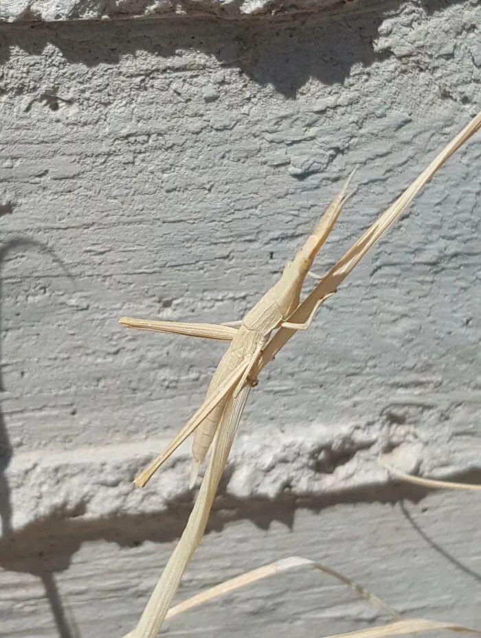 26种让人眼前一亮的昆虫