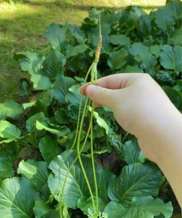 38张搞笑又扎心的收获照:有人种出“拳头番茄”,有人收获一颗蓝莓