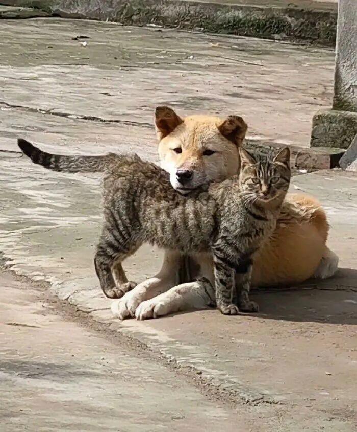 40次猫咪闯入最不合时宜的角落,却意外戳中人类心底柔软插图28 40次猫咪闯入最不合时宜的角落,却意外戳中人类心底柔软插图28