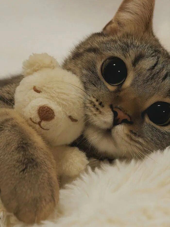 40次猫咪闯入最不合时宜的角落,却意外戳中人类心底柔软插图13 40次猫咪闯入最不合时宜的角落,却意外戳中人类心底柔软插图13