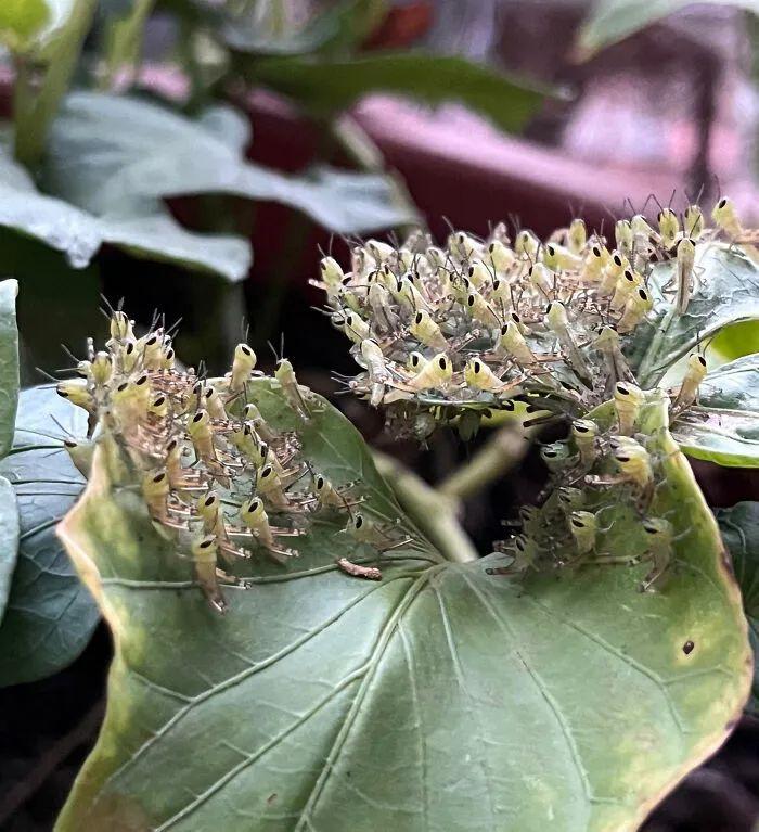 26种让人眼前一亮的昆虫