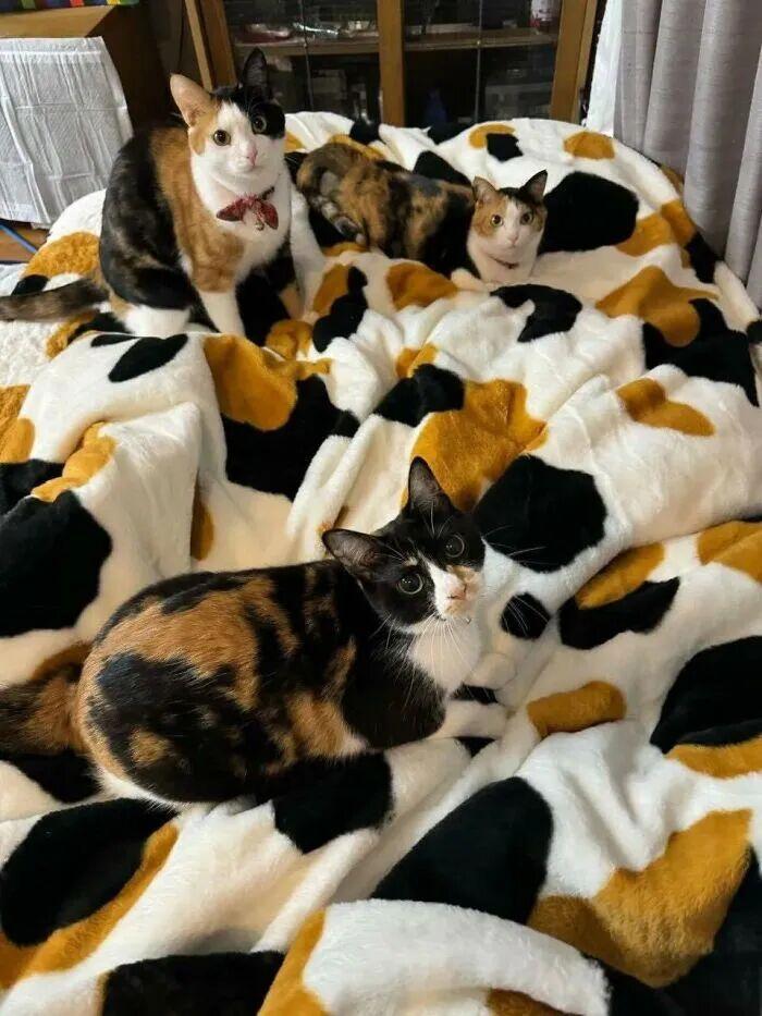 40次猫咪闯入最不合时宜的角落,却意外戳中人类心底柔软插图26 40次猫咪闯入最不合时宜的角落,却意外戳中人类心底柔软插图26