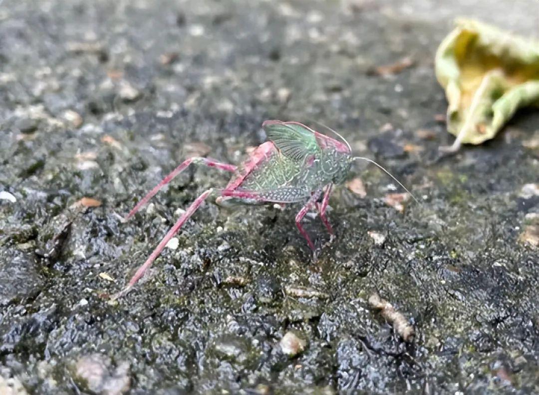 20种长得比科幻片还酷的昆虫:别再怕,它们比你想象的更迷人!