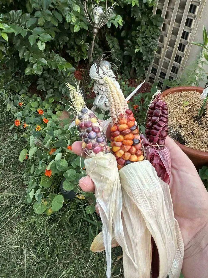 38张搞笑又扎心的收获照:有人种出“拳头番茄”,有人收获一颗蓝莓