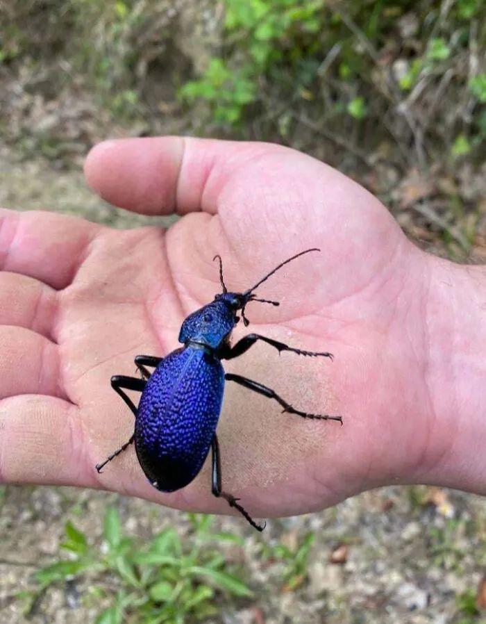 20种长得比科幻片还酷的昆虫:别再怕,它们比你想象的更迷人!