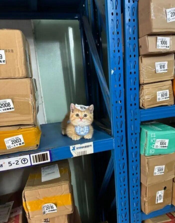 40次猫咪闯入最不合时宜的角落,却意外戳中人类心底柔软插图 40次猫咪闯入最不合时宜的角落,却意外戳中人类心底柔软插图