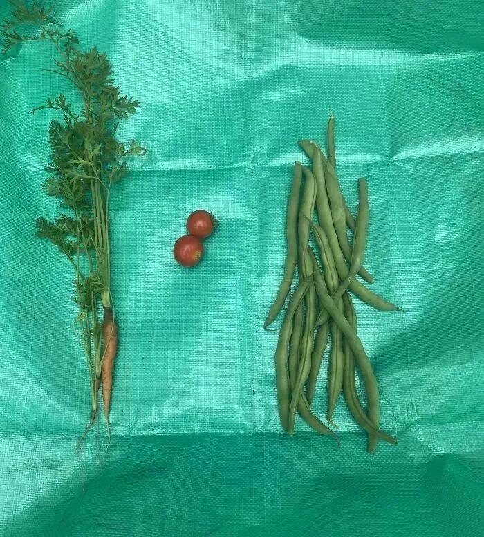 38张搞笑又扎心的收获照:有人种出“拳头番茄”,有人收获一颗蓝莓