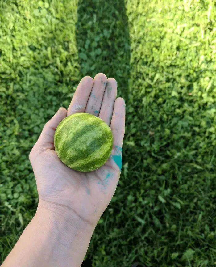 38张搞笑又扎心的收获照:有人种出“拳头番茄”,有人收获一颗蓝莓