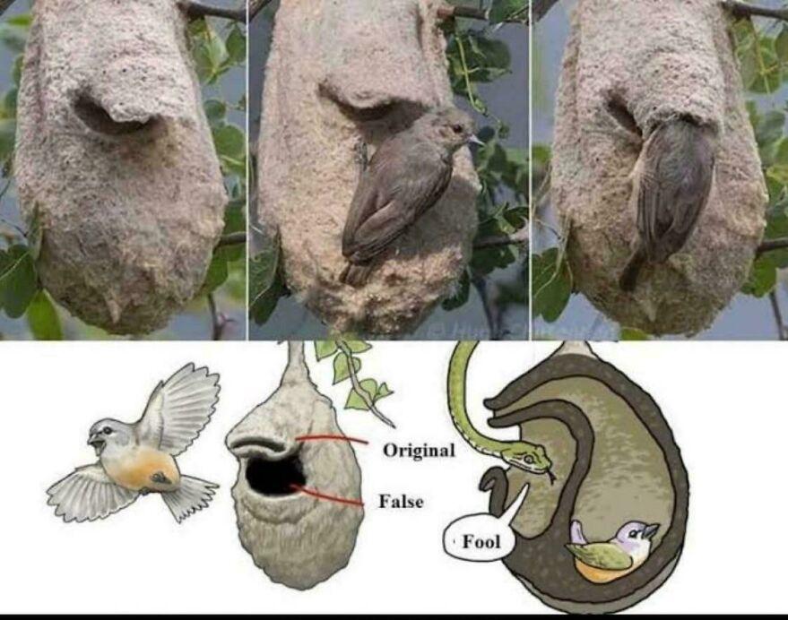 20张照片颠覆你常识,看完让人疑惑真的假的!