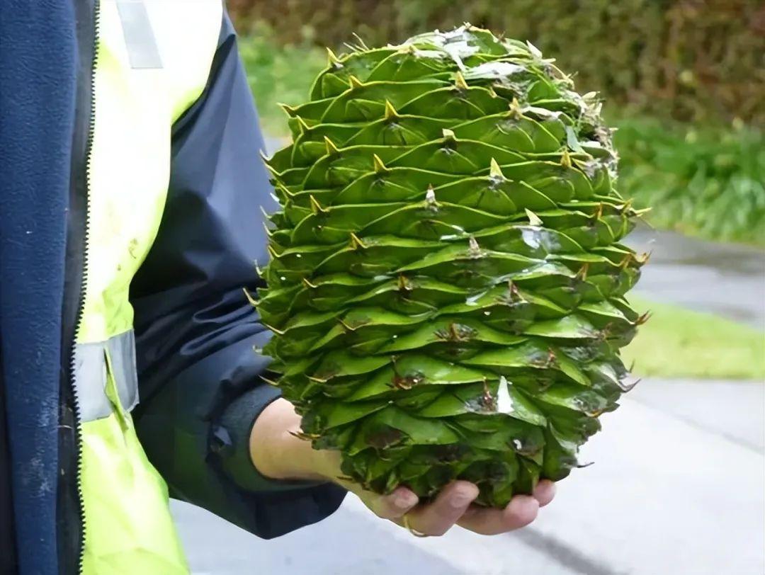 打破你对“正常尺寸”的认知,30个超乎寻常的尺寸,颠覆你的认知