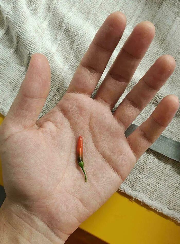 38张搞笑又扎心的收获照:有人种出“拳头番茄”,有人收获一颗蓝莓